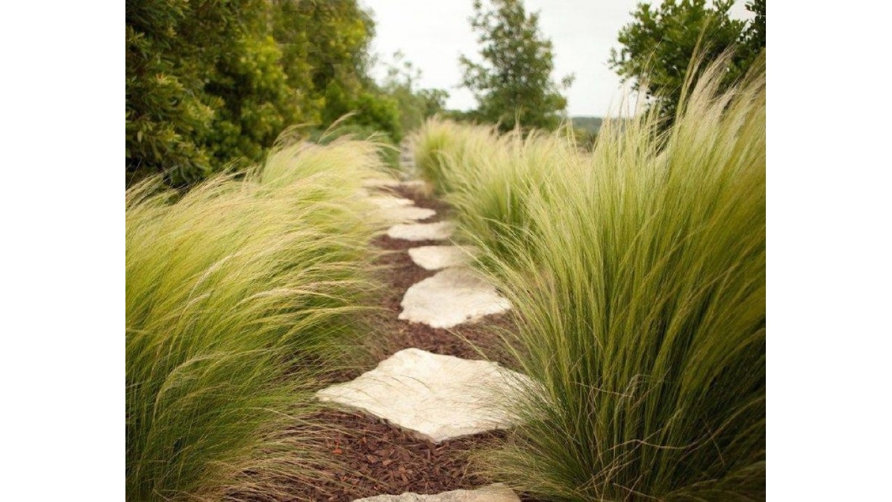 Ковыль тончайший (Stipa tenuissima)